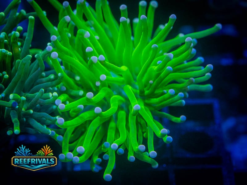 Pink Tipped Holy Grail Torch coral image from ReefRivals, listed as Euphyllia glabrescens and Torches
