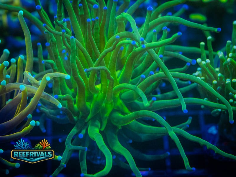 Blue Tipped Holy Grail Torch coral image from ReefRivals, listed as Euphyllia glabrescens and Torches