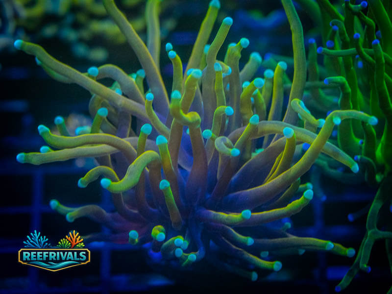 CC 21 Tails Torch coral image from ReefRivals, listed as Euphyllia glabrescens and Torches