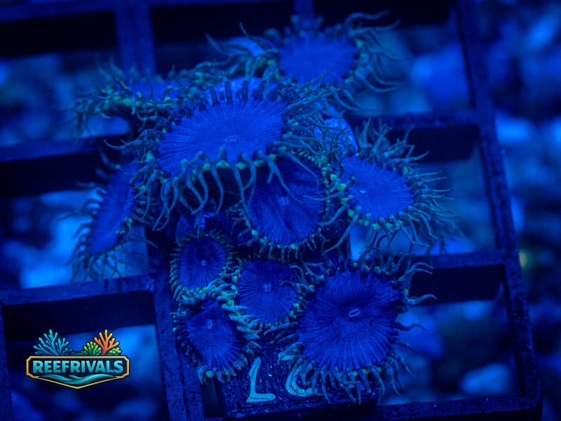 WWC Blue Death Palythoa coral image from ReefRivals, listed as Zoanthus sp. and Zoas