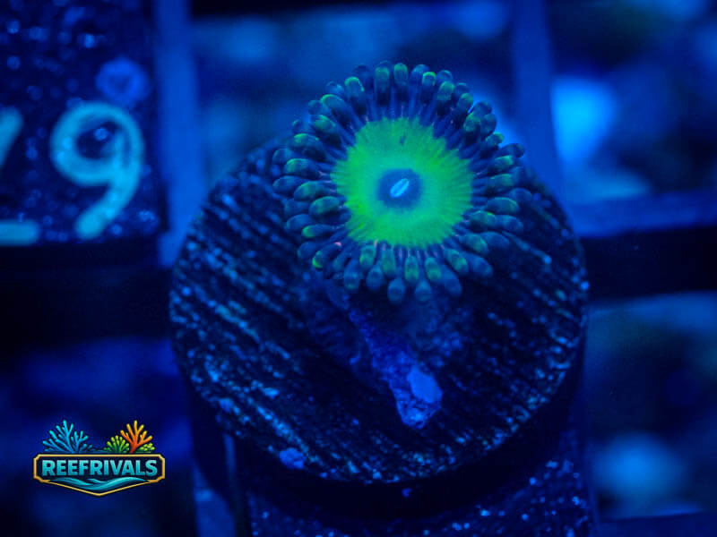 WWC Bob Marley Zoa coral image from ReefRivals, listed as Zoanthus sp. and Zoas