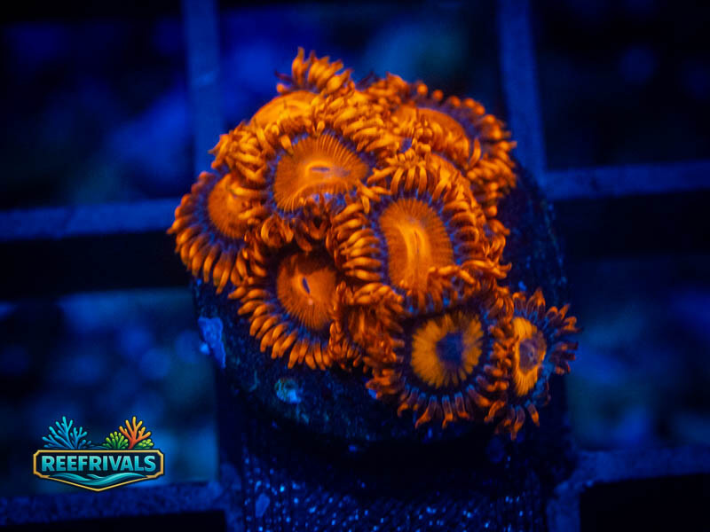 WA Orang Oxide Zoa WYSIWYG coral image | ReefRivals WA Orang Oxide Zoa coral image from ReefRivals, listed as Zoanthus sp. and Zoas