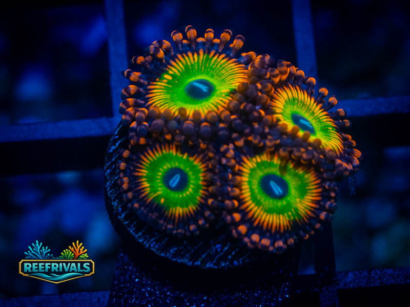 OG Bowzer Zoa coral image from ReefRivals, listed as Zoanthus sp. and Zoas