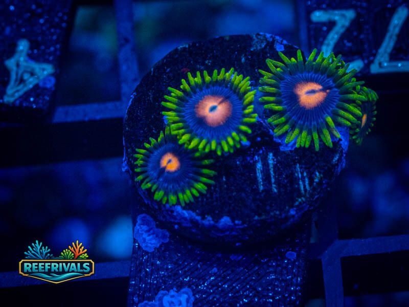 ECC Blow Pop Zoa WYSIWYG coral image | ReefRivals ECC Blow Pop Zoa coral image from ReefRivals, listed as Zoanthus sp. and Zoas