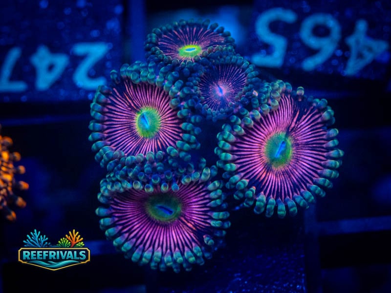 WWC Black Orchid Zoa coral image from ReefRivals, listed as Zoanthus sp. and Zoas