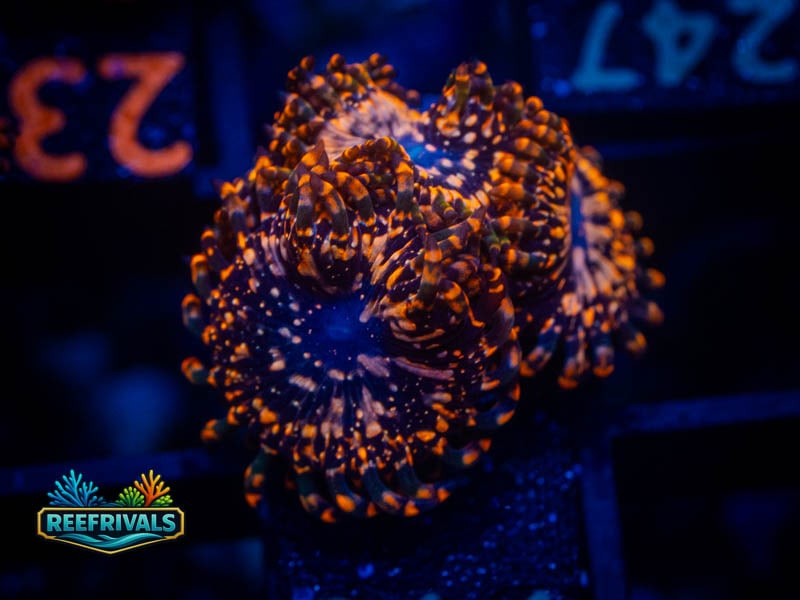 OG Utter Chaos Zoa (4 Polyp's) WYSIWYG coral image | ReefRivals OG Utter Chaos Zoa (4 Polyp's) coral image from ReefRivals, listed as Zoanthus sp. and Zoas