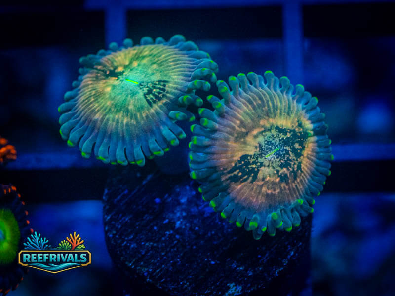 ECC Hawaiian Ding Dang Zoa coral image from ReefRivals, listed as Zoanthus sp. and Zoas