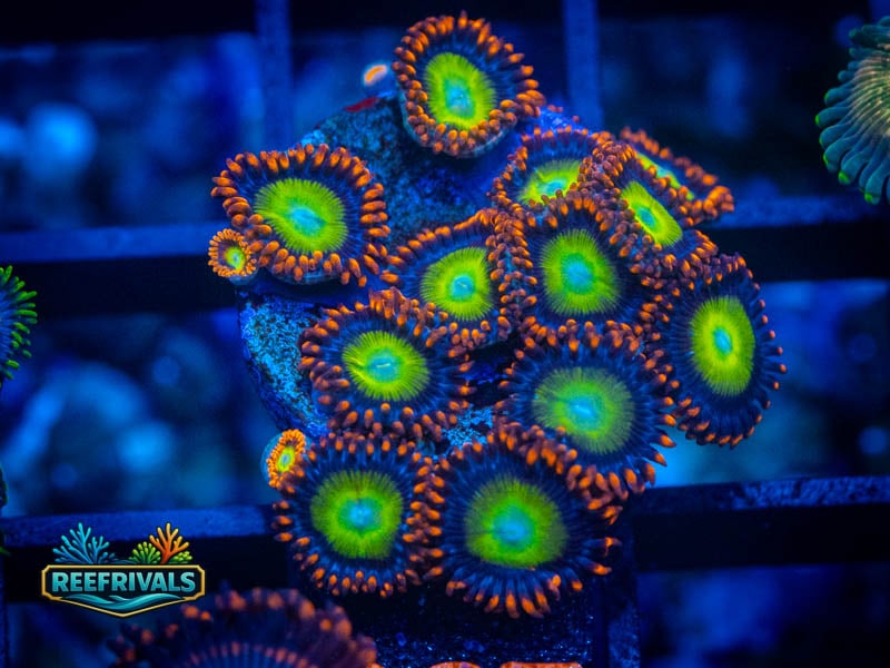 RS Emeralds on Fire Zoa (Mini Colony) coral image from ReefRivals, listed as Zoanthus sp. and Zoas