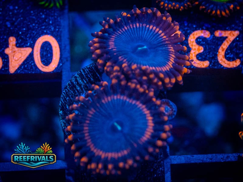 ECC Spiderman Zoa coral image from ReefRivals, listed as Zoanthus sp. and Zoas