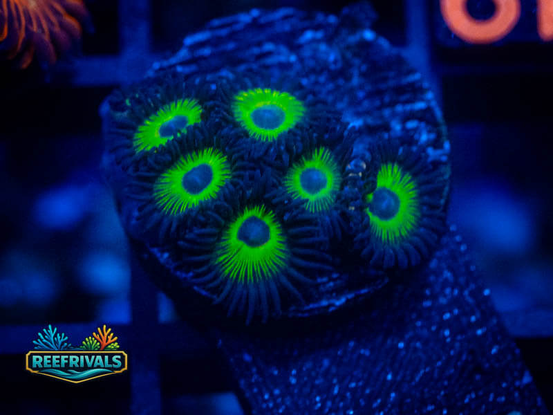 ECC Bob Marley Zoa coral image from ReefRivals, listed as Zoanthus sp. and Zoas