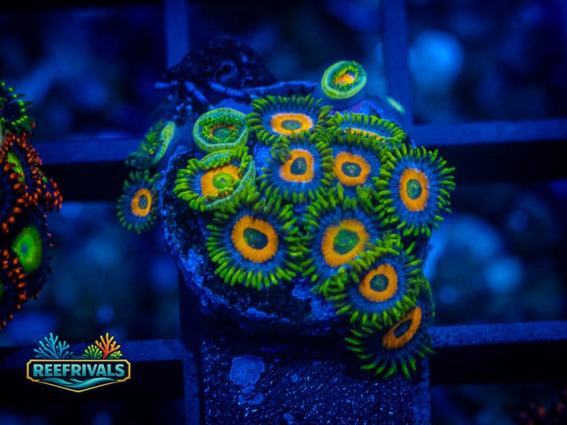 WWC Jungle Juice Zoa (Mini Colony) coral image from ReefRivals, listed as Zoanthus sp. and Zoas