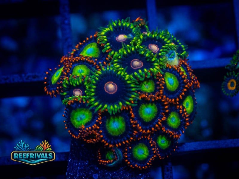 Emeralds on Fire X King Jawbreaker Zoa coral image from ReefRivals, listed as Zoanthus sp. and Zoas