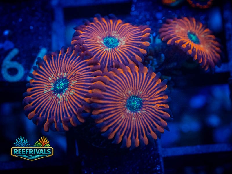 ECC Magician Zoa coral image from ReefRivals, listed as Zoanthus sp. and Zoas