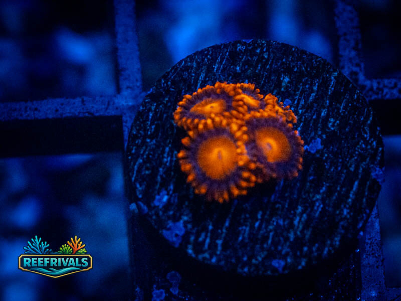 Zoanthids Bam Bam Zoa WYSIWYG coral image | ReefRivals Zoanthids Bam Bam Zoa coral image from ReefRivals, listed as Zoanthus sp. and Zoas
