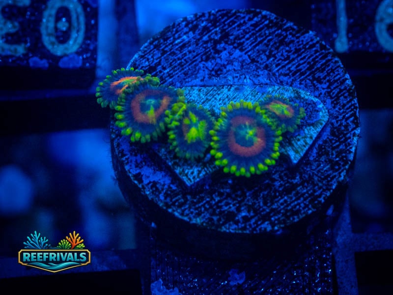 ARc Watermelon Zoa WYSIWYG coral image | ReefRivals ARc Watermelon Zoa coral image from ReefRivals, listed as Zoanthus sp. and Zoas