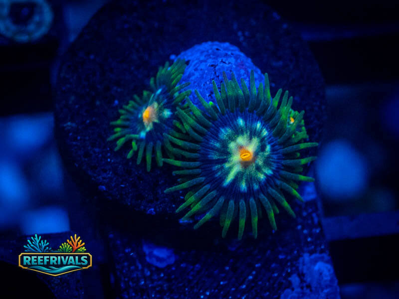 TSA Daisy Cutter Zoa coral image from ReefRivals, listed as Zoanthus sp. and Zoas