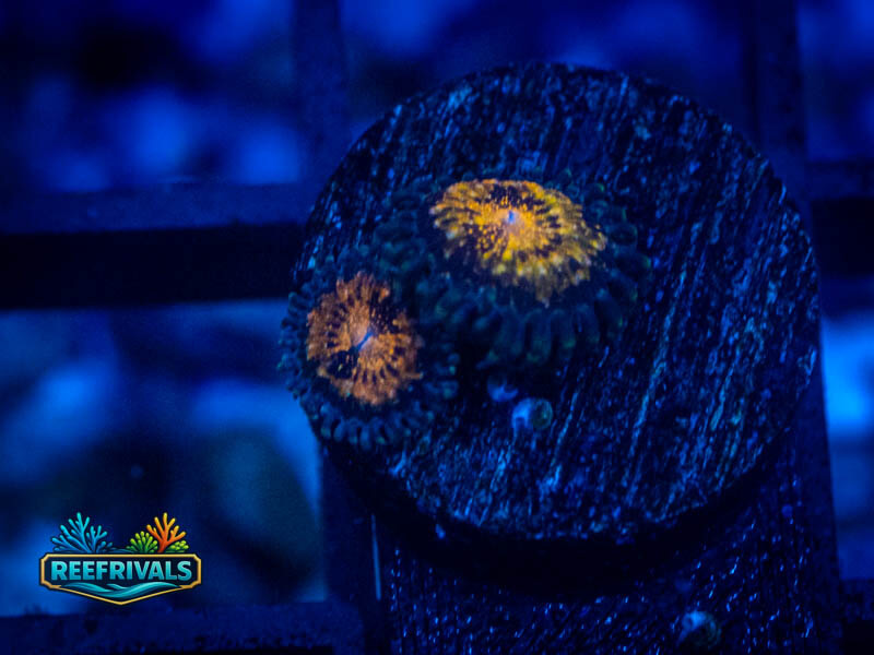 TSA Pandora Zoa coral image from ReefRivals, listed as Zoanthus sp. and Zoas