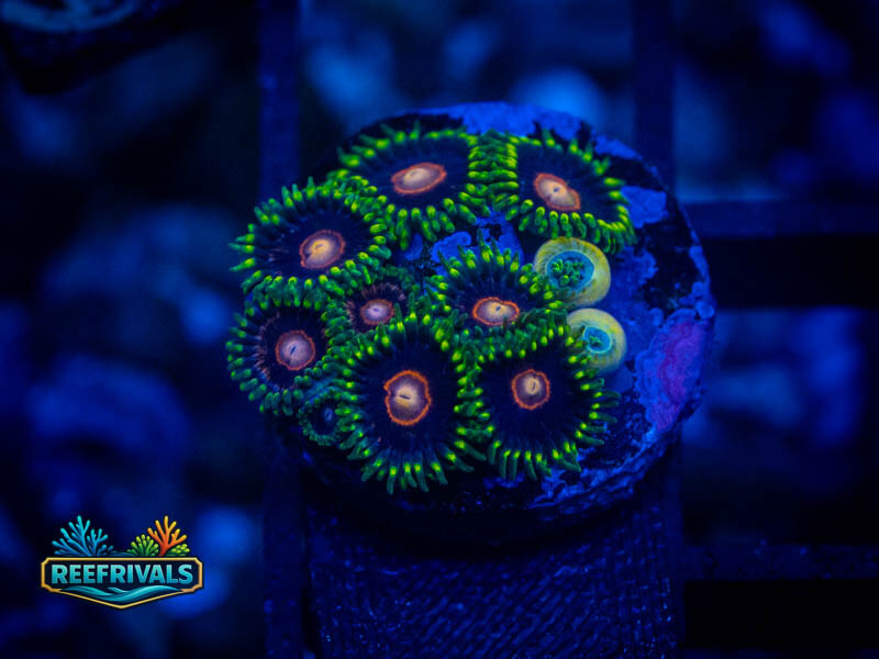 CB King Jawbreaker Zoa coral image from ReefRivals, listed as Zoanthus sp. and Zoas