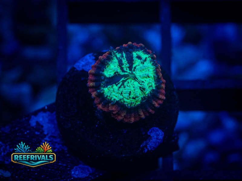 RVL Lava Rim Favia coral image from ReefRivals, listed as Favia sp. and Favias