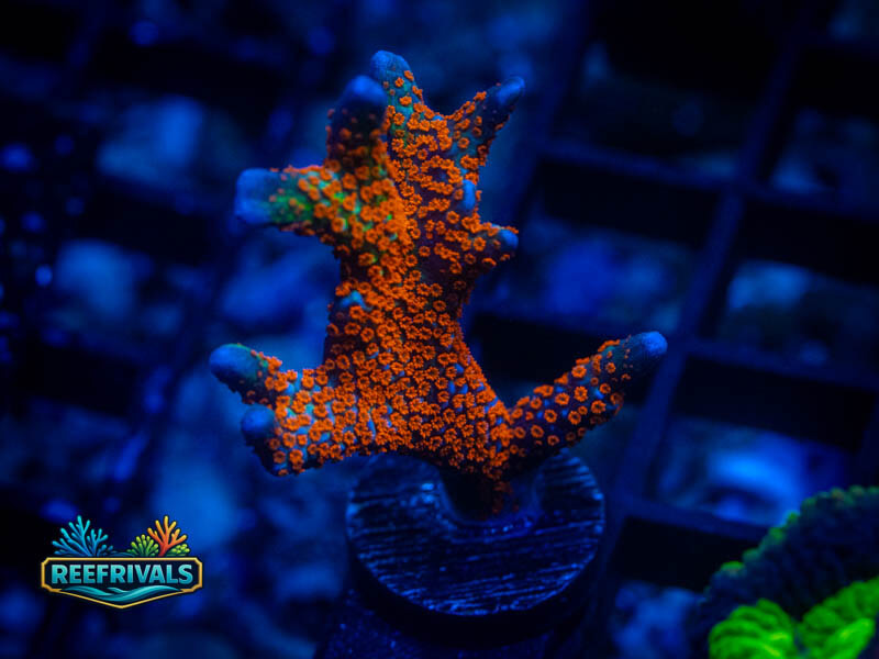 CC Bubblegum Monti coral image from ReefRivals, listed as Montipora sp. and Montis