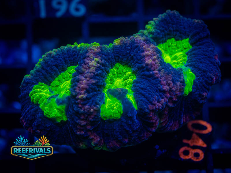 ECC Dragon Soul Favia coral image from ReefRivals, listed as Favia sp. and Favias