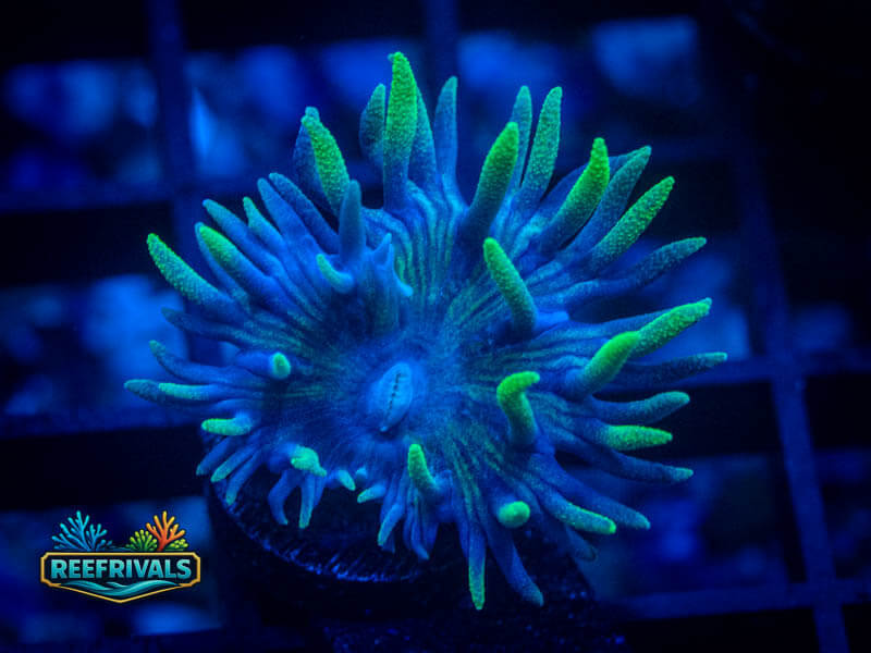 RVL Splunkin' Duncan coral image from ReefRivals, listed as Duncanopsammia axifuga and Duncans