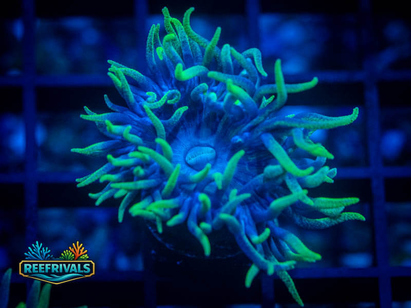 RVL Spirit Catcher Dunan WYSIWYG coral image | ReefRivals RVL Spirit Catcher Dunan coral image from ReefRivals, listed as Duncanopsammia axifuga and Soft Coral