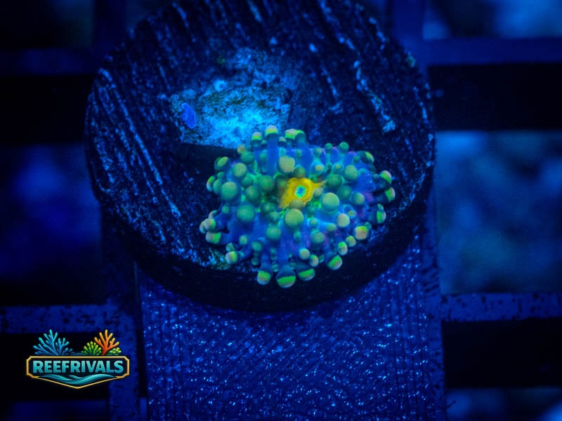 TSA Rainbow Yuma Mushroom coral image from ReefRivals, listed as Ricordea yuma and Mushrooms