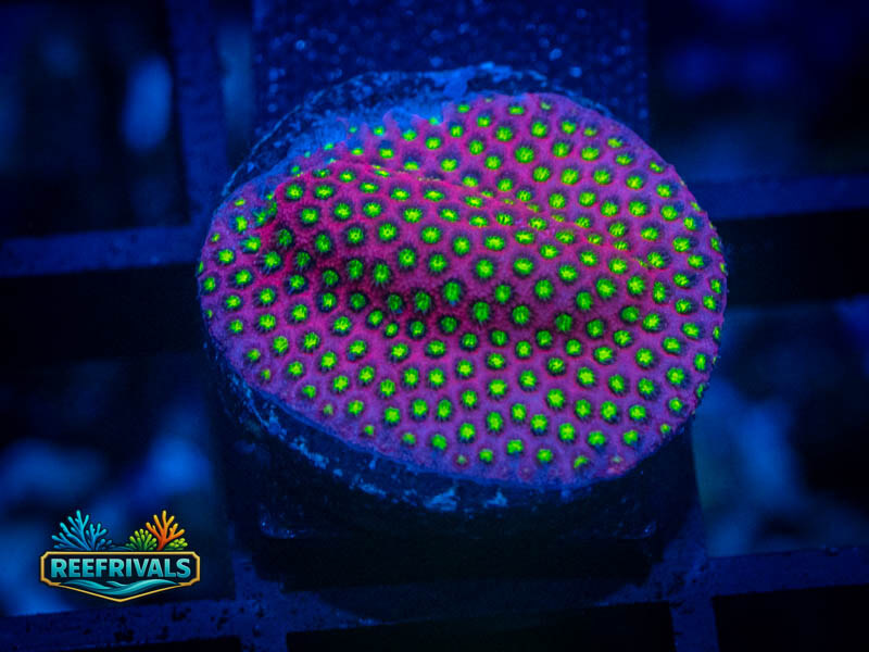 ECC Electric Daisy Stylo coral image from ReefRivals, listed as Stylocoeniella spp. and Encrusting
