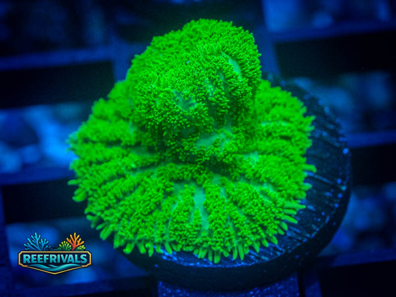 CA Aussie Green Rhodactis Mushroom coral image from ReefRivals, listed as Rhodactis spp. and Mushrooms