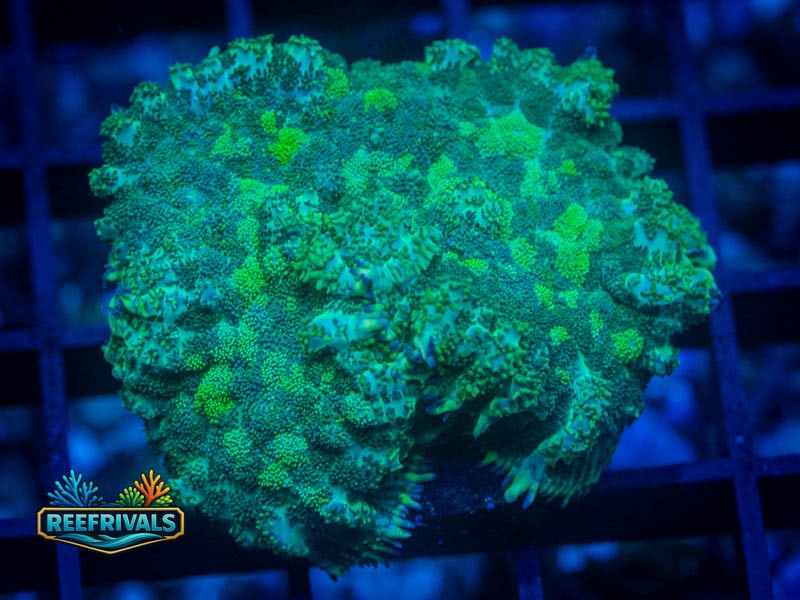 RVL Pineapple Express Rhodactis Mushroom WYSIWYG coral image | ReefRivals RVL Pineapple Express Rhodactis Mushroom coral image from ReefRivals, listed as Rhodactis spp. and Mushrooms