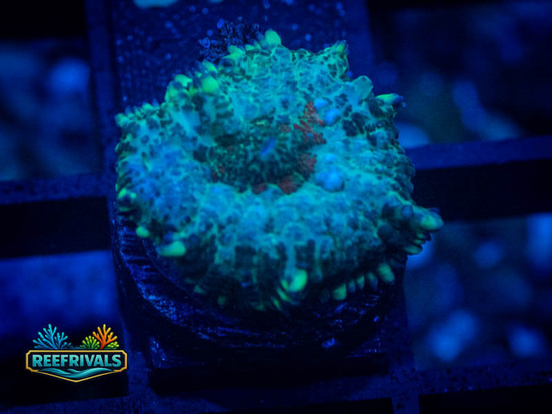 RVL Evil Eye Rhodactis Mushroom WYSIWYG coral image | ReefRivals RVL Evil Eye Rhodactis Mushroom coral image from ReefRivals, listed as Rhodactis spp. and Mushrooms