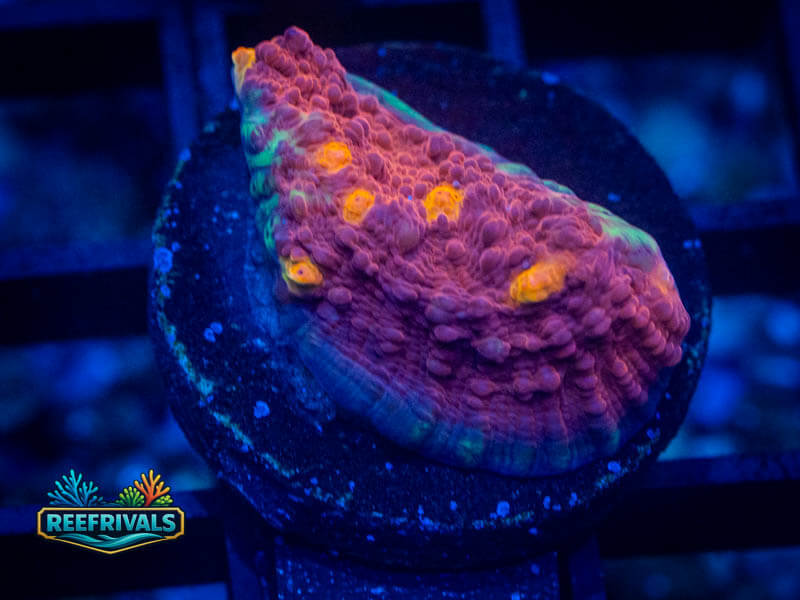 WWC Aussie Golden Eye Chalice coral image from ReefRivals, listed as Echinophyllia sp. and Chalices