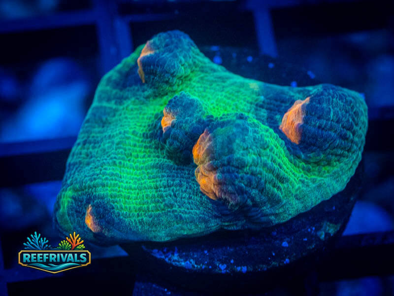 JF Raja Rampage Chalice coral image from ReefRivals, listed as Echinophyllia sp. and Chalices