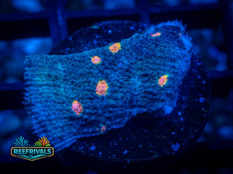 WA Miami Hurricane Chalice coral image from ReefRivals, listed as Echinophyllia sp. and Chalices