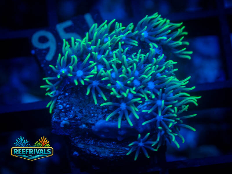 RVL Blue Core GSP coral image from ReefRivals, listed as Briareum sp. and Soft Coral