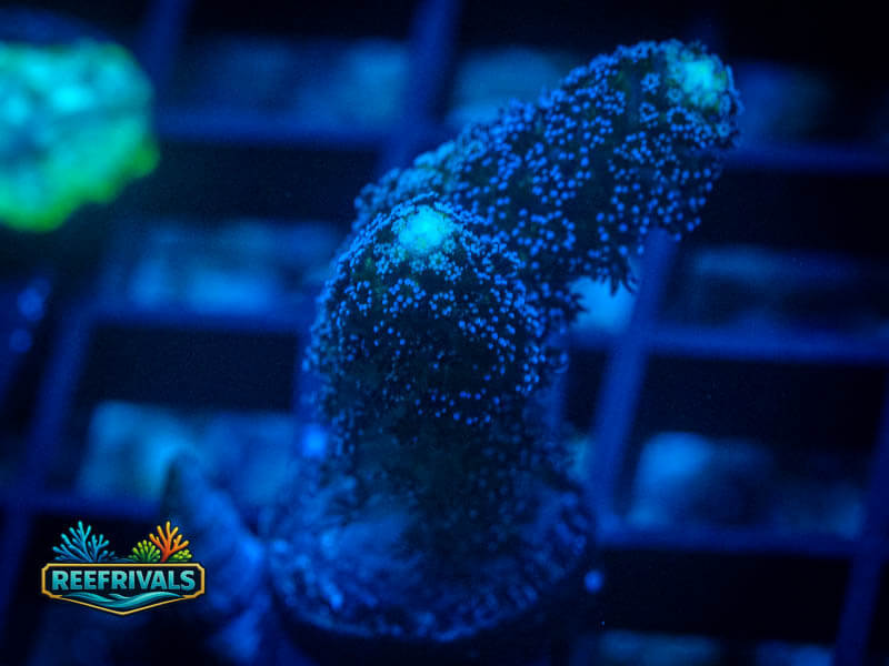 RVL Twin Stylo WYSIWYG coral image | ReefRivals RVL Twin Stylo coral image from ReefRivals, listed as Stylophora sp. and Soft Coral