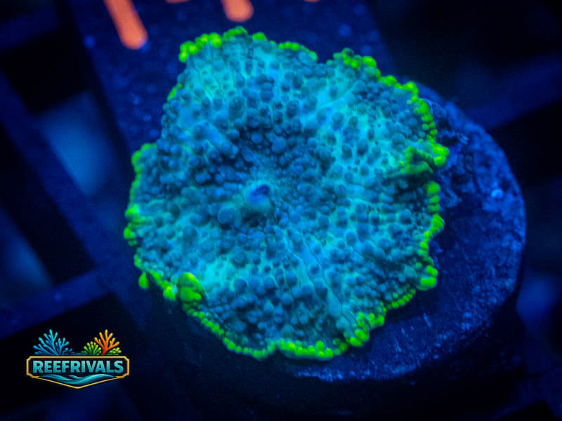 RVL Toxic Rim Mushroom coral image from ReefRivals, listed as Rhodactis spp. and Mushrooms