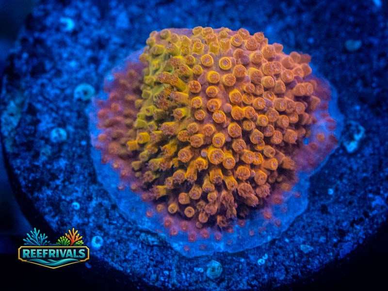 OC Sunburst Monti coral image from ReefRivals, listed as Stylocoeniella spp. and Montis