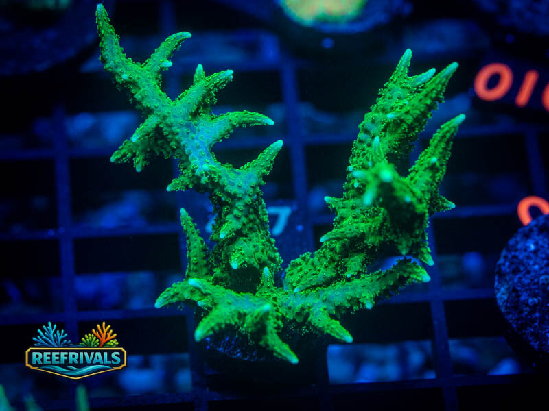 RVL Green Goblin Birdsnest coral image from ReefRivals, listed as Seriatopora sp. and SPS Branching