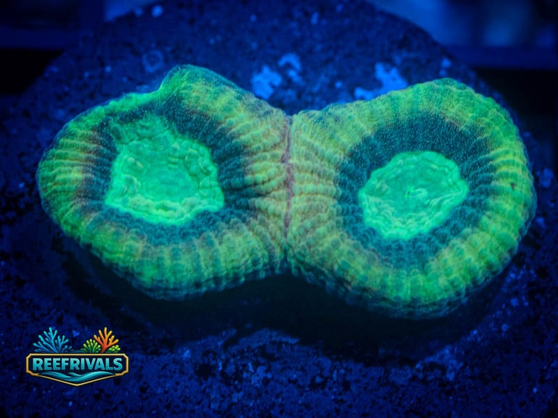 CA Dragon Slayer Favia WYSIWYG coral image | ReefRivals CA Dragon Slayer Favia coral image from ReefRivals, listed as Favia sp. and Favias