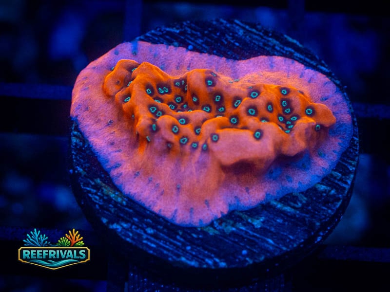 WWC Fire Mage Monti coral image from ReefRivals, listed as Montipora sp. and Montis