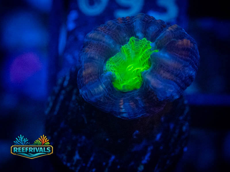TG Star Mint Candy Cane coral image from ReefRivals, listed as Caulastrea sp. and LPS Branching