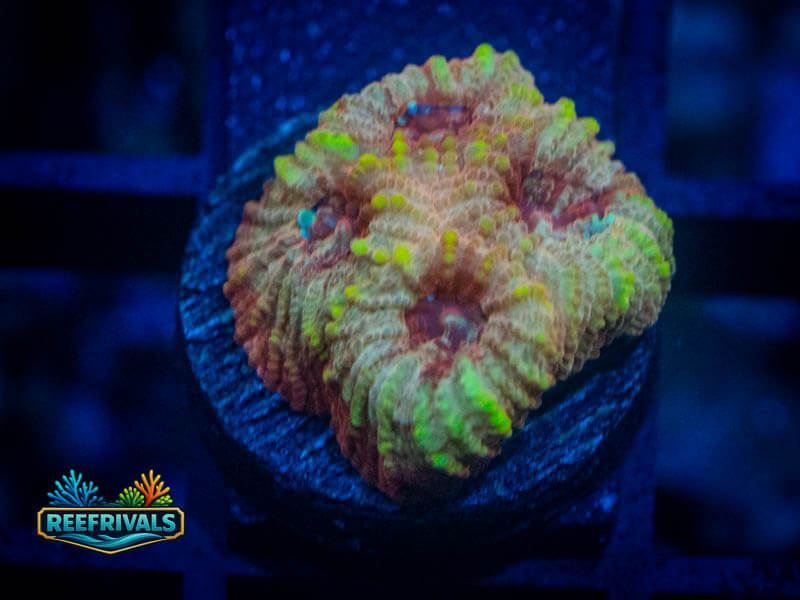 RVL Blood Red Favia coral image from ReefRivals, listed as Favia sp. and Favias