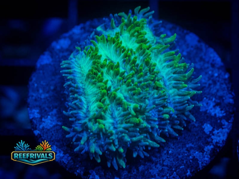 JF Blueberry Hydnophora coral image from ReefRivals, listed as Zoanthus sp. and Zoas