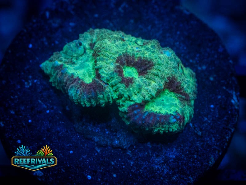 RC Superhero Favia coral image from ReefRivals, listed as Favia sp. and Favias