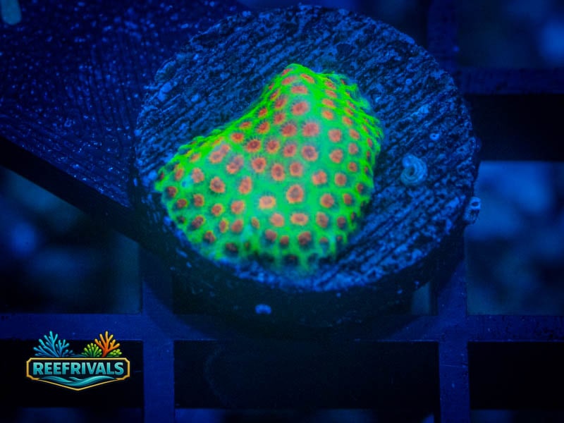 ECC Grinchy Porites coral image from ReefRivals, listed as Porites sp. and SPS Branching