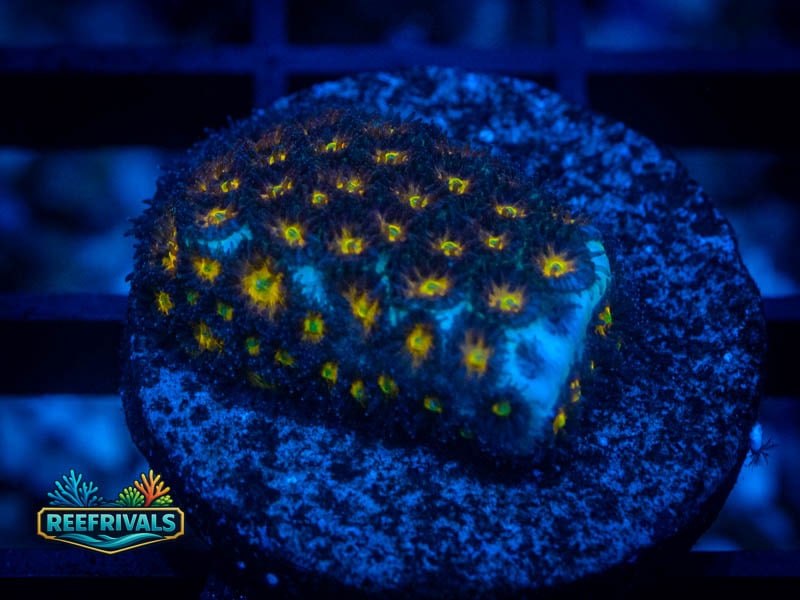 WWC Burning Leptastrea coral image from ReefRivals, listed as Leptastrea sp. and Encrusting