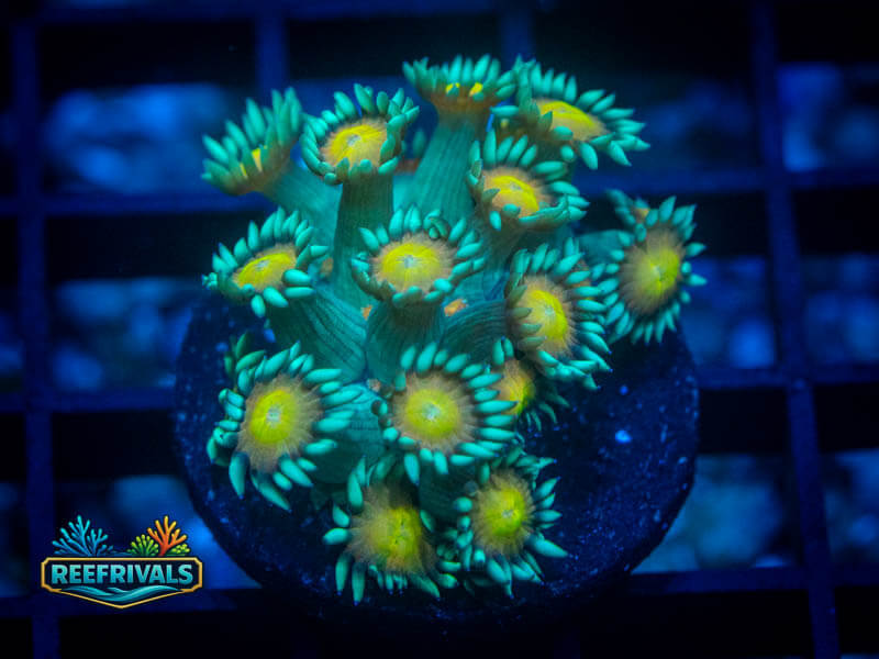 ECC Daisy Goni WYSIWYG coral image | ReefRivals ECC Daisy Goni coral image from ReefRivals, listed as Goniopora sp. and Gonis