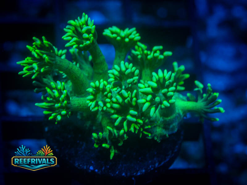 RVL Lemon Lime Goni coral image from ReefRivals, listed as Goniopora sp. and Gonis